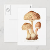 Lepiota procera postkarte (Vorne/Hinten)