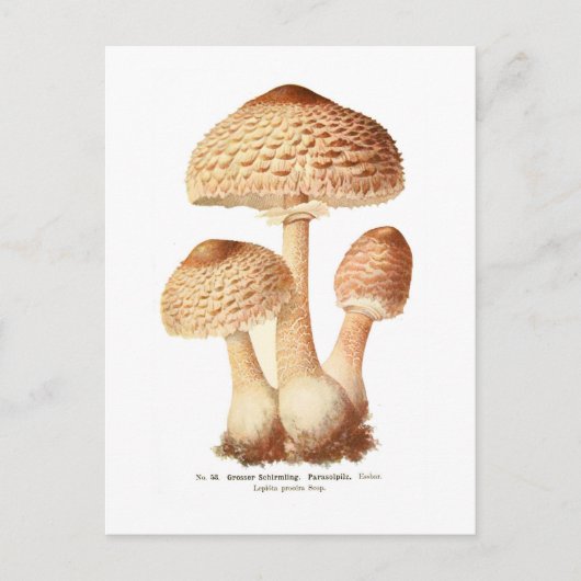 Lepiota procera postkarte (Vorderseite)