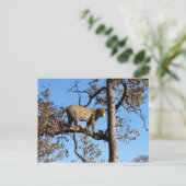 Lepoard in einem Baum in Afrika Postkarte (Stehend Vorderseite)