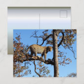 Lepoard in einem Baum in Afrika Postkarte (Vorne/Hinten)