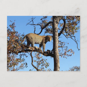 Lepoard in einem Baum in Afrika Postkarte
