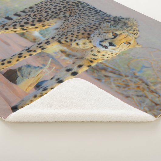 LEPORD SHERPADECKE (3/4)