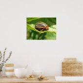 Leptinotarsa decemlineata poster (Küche)