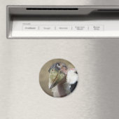 Leptoptilos crumeniferus magnet (In Situ (Geschirrspüler))