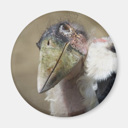 Leptoptilos crumeniferus magnet (Vorne)