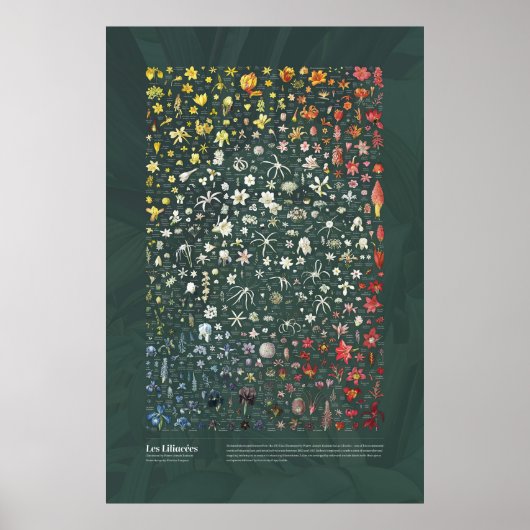 Les Liliacées von Redouté Poster (Vorne)