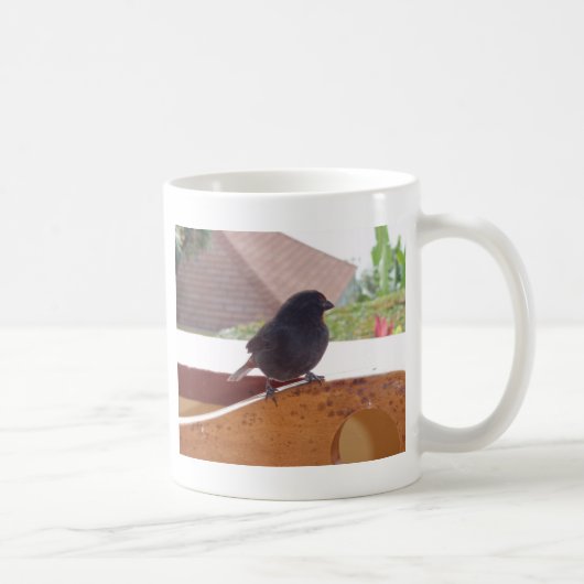 Lesser Antillean Bullfinch Kaffeetasse (Rechts)