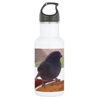 Lesser Antillean Bullfinch Trinkflasche