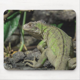 Lesser antilles iguana, Nature, Iguana Mousepad