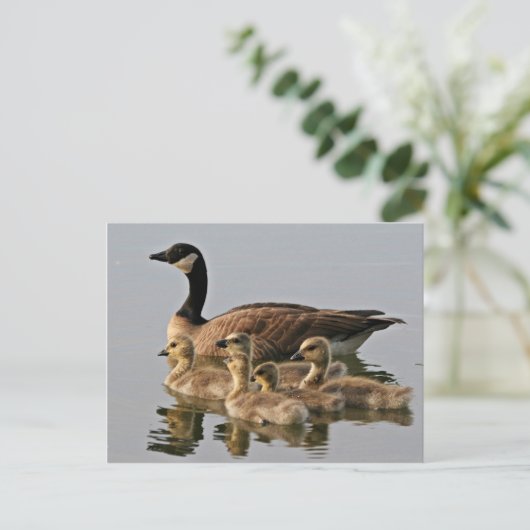 Lesser Canada Goose Brood Postkarte (Stehend Vorderseite)