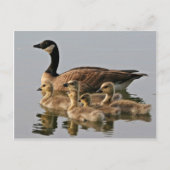 Lesser Canada Goose Brood Postkarte (Vorderseite)