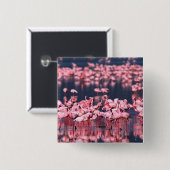 Lesser Flamingos (Phoeniconaias minor), Afrika, Button (Vorne & Hinten)