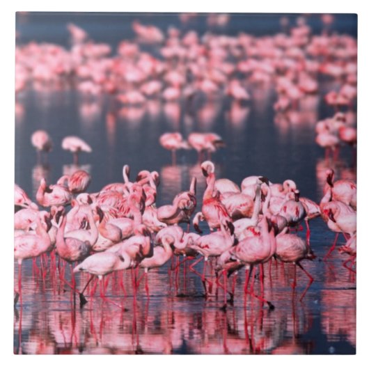 Lesser Flamingos (Phoeniconaias minor), Afrika, Fliese (Vorderseite)