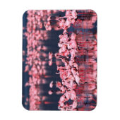 Lesser Flamingos (Phoeniconaias minor), Afrika, Magnet (Vertikal)
