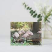 Lesser Flamingos Postkarte (Stehend Vorderseite)