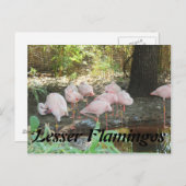 Lesser Flamingos Postkarte (Vorne/Hinten)