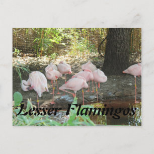 Lesser Flamingos Postkarte