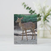 Lesser Kudu Postkarte (Stehend Vorderseite)
