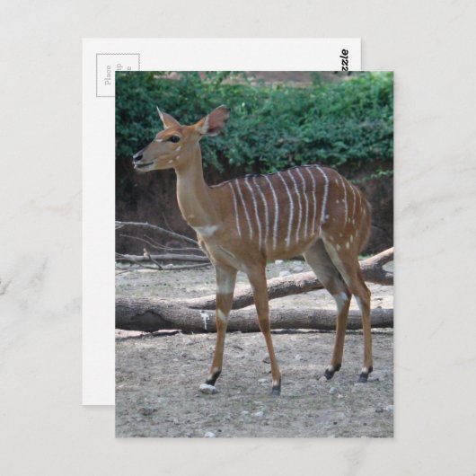 Lesser Kudu Postkarte (Vorne/Hinten)