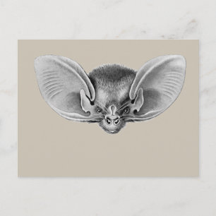 Lesser-Langstrumpf Postkarte