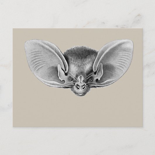 Lesser-Langstrumpf Postkarte (Vorderseite)