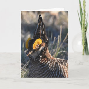 Lesser Prairie Chicken Karte