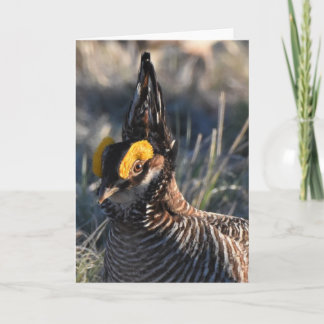 Lesser Prairie Chicken Karte