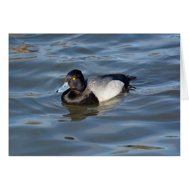 Lesser Scaup Duck (Vorderseite (Horizontal))
