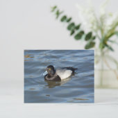 Lesser Scaup Duck Postkarte (Stehend Vorderseite)