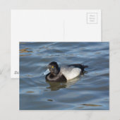 Lesser Scaup Duck Postkarte (Vorne/Hinten)