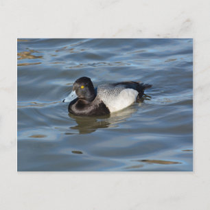 Lesser Scaup Duck Postkarte
