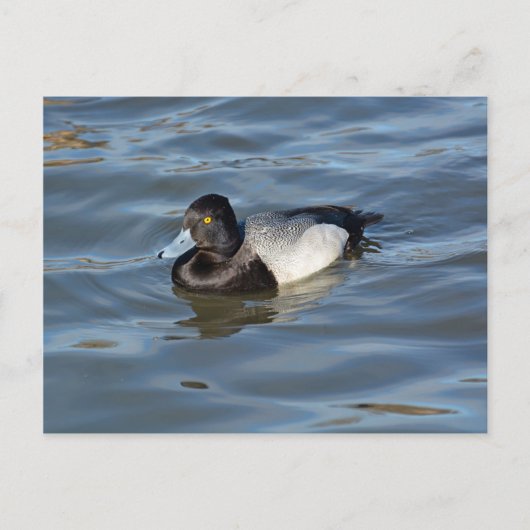 Lesser Scaup Duck Postkarte (Vorderseite)