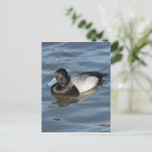 Lesser Scaup Duck Postkarte (Stehend Vorderseite)