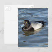 Lesser Scaup Duck Postkarte (Vorne/Hinten)