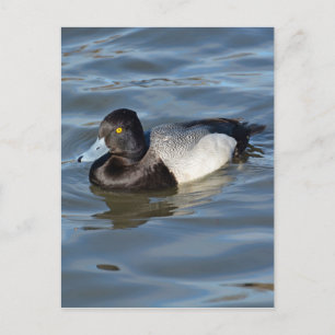 Lesser Scaup Duck Postkarte