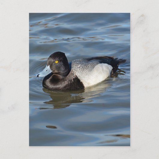 Lesser Scaup Duck Postkarte (Vorderseite)