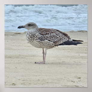 Lesser Schwarzweißmöwe Poster