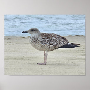 Lesser Schwarzweißmöwe Poster