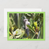 Lesser Whitethroat Postkarte (Vorne/Hinten)