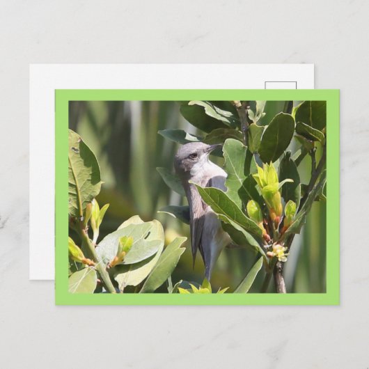 Lesser Whitethroat Postkarte (Vorne/Hinten)