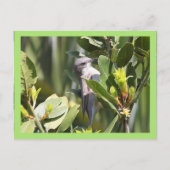 Lesser Whitethroat Postkarte (Vorderseite)