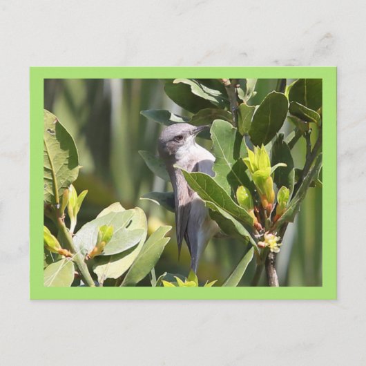 Lesser Whitethroat Postkarte (Vorderseite)