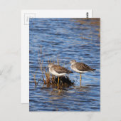 Lesser-Yellowlegs-Foto Postkarte (Vorne/Hinten)