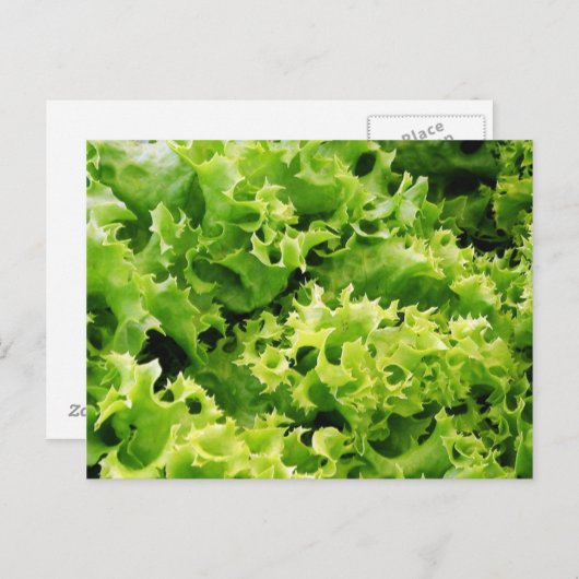 Lettuce Blätter Postkarte (Vorne/Hinten)