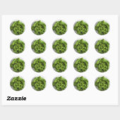 Lettuce Fresh Runder Aufkleber (Blatt)