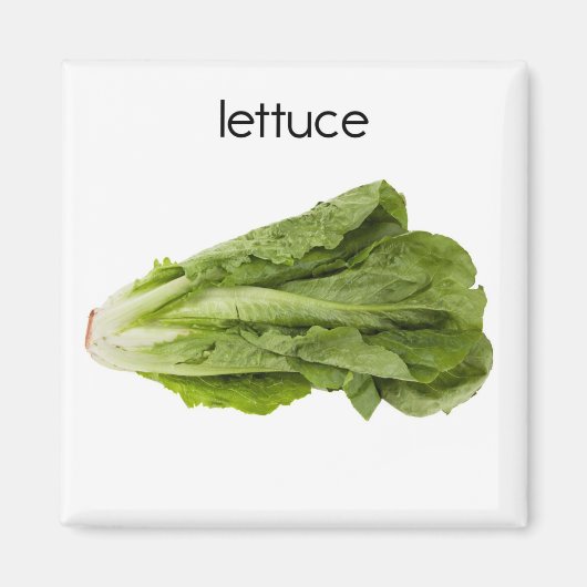 Lettuce Kühlschrank Magnet (Vorne)