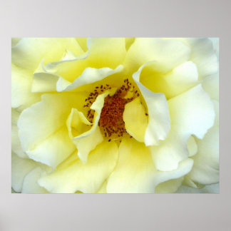 Letzte Rose des Sommers Poster