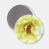 Letzte Rose Sommerschaltfläche Magnet (Vorderseite/Rückseite)