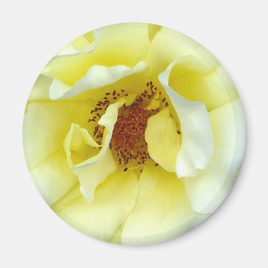 Letzte Rose Sommerschaltfläche Magnet (Vorne)