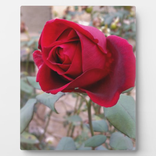 letzte rote Rose Fotoplatte (Vorderseite)